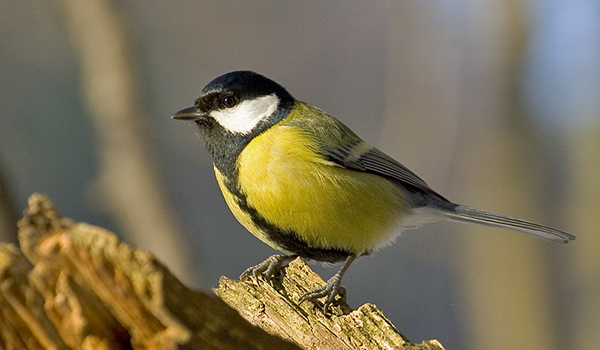 Iniciaci&oacute; a l'ornitologia