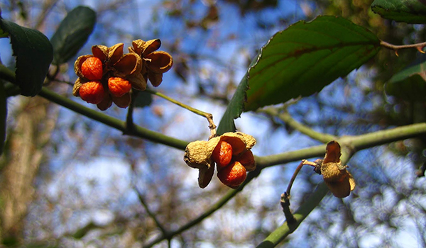 Trobades al laboratori de bot&agrave;nica
